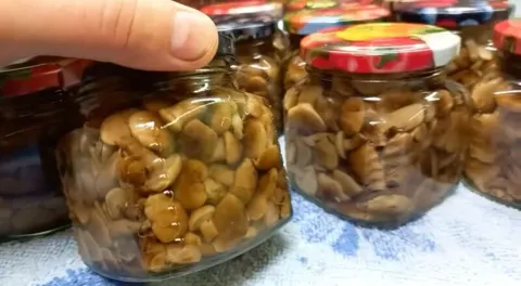 Маринованные опята на зиму – 5 рецептов с уксусом